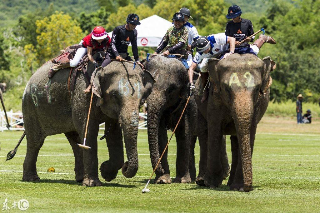 看泰国大象马球锦标赛,这比赛真是太有姿色了!