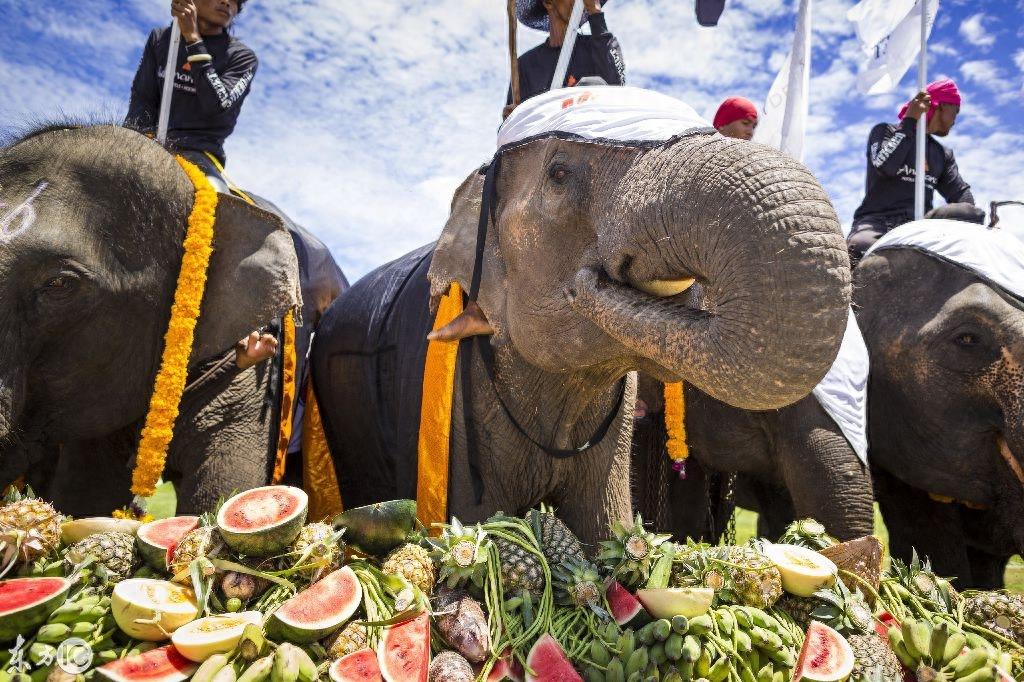 看泰国大象马球锦标赛,这比赛真是太有姿色了!