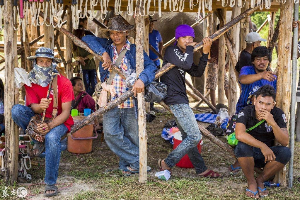 看泰国大象马球锦标赛,这比赛真是太有姿色了!