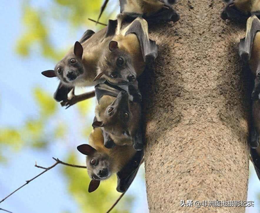 果蝠,带毒的飞行家