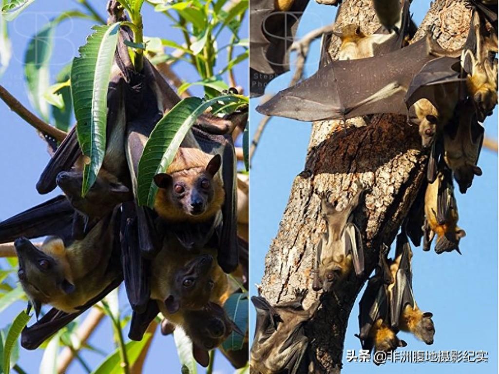 果蝠,带毒的飞行家