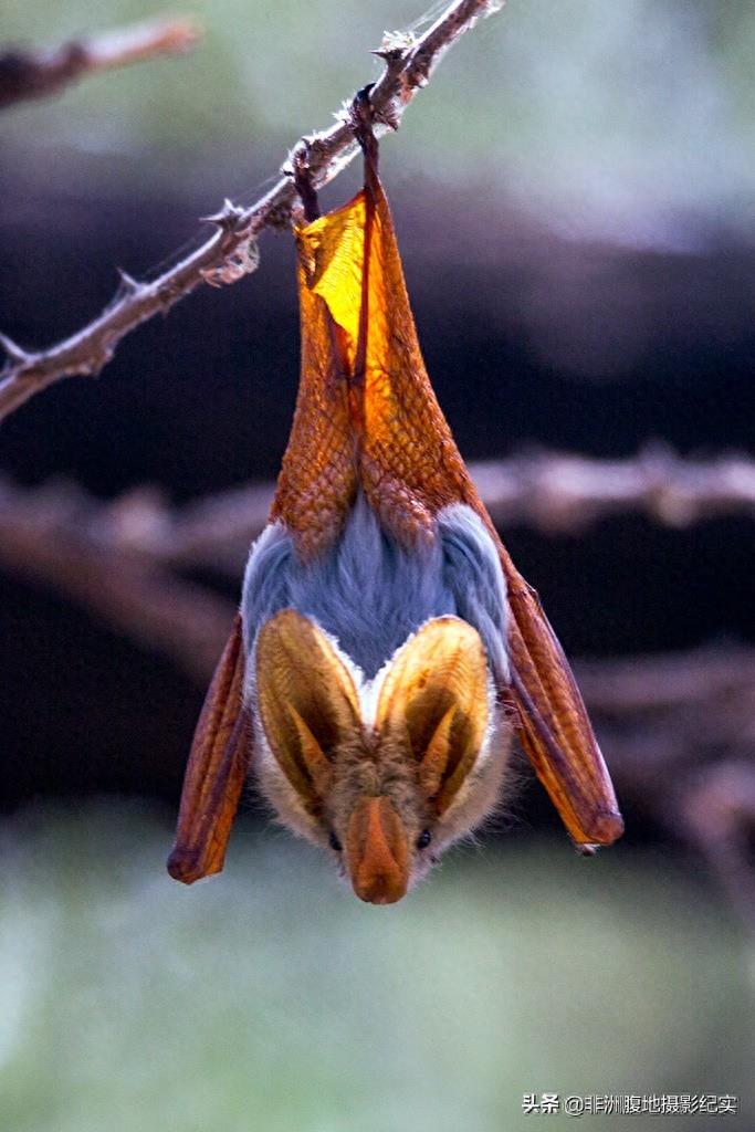 果蝠,带毒的飞行家