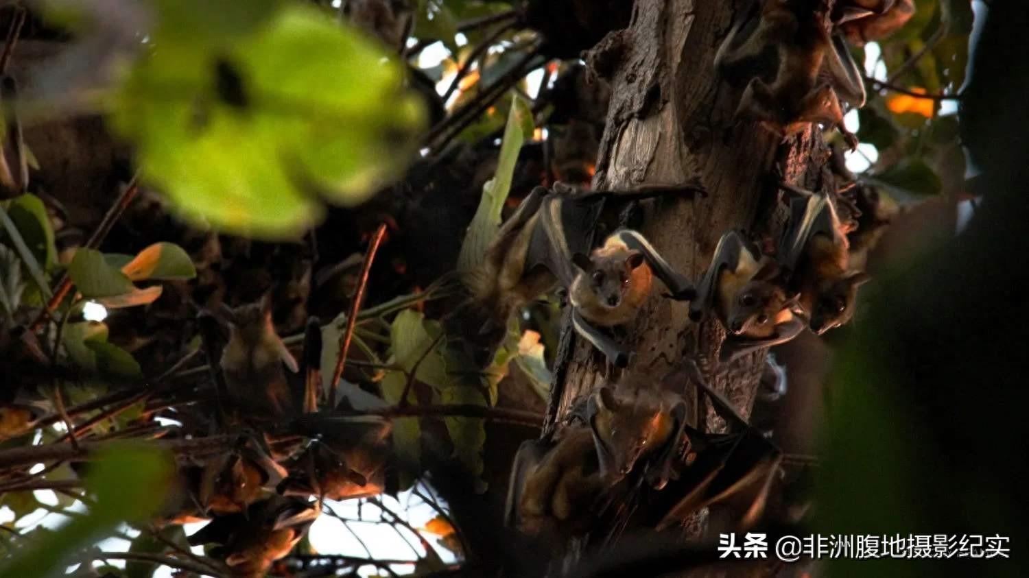 果蝠,带毒的飞行家