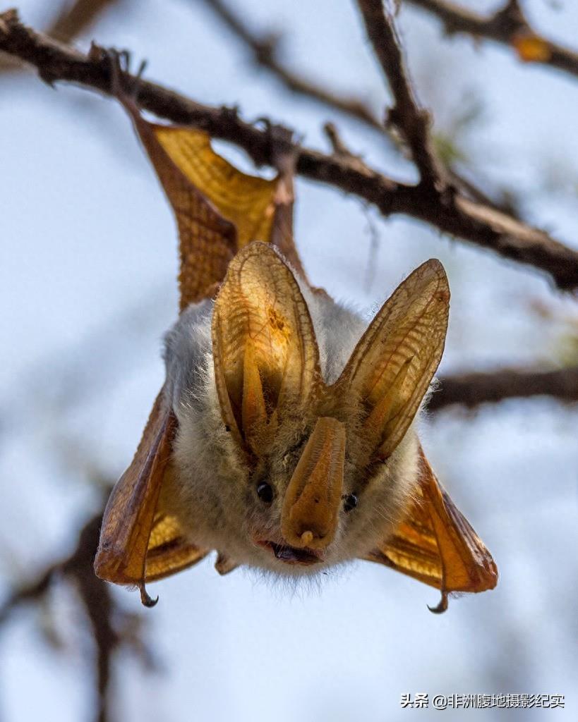 果蝠,带毒的飞行家