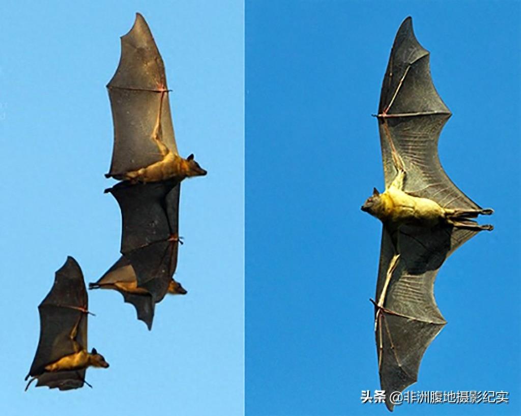 果蝠,带毒的飞行家