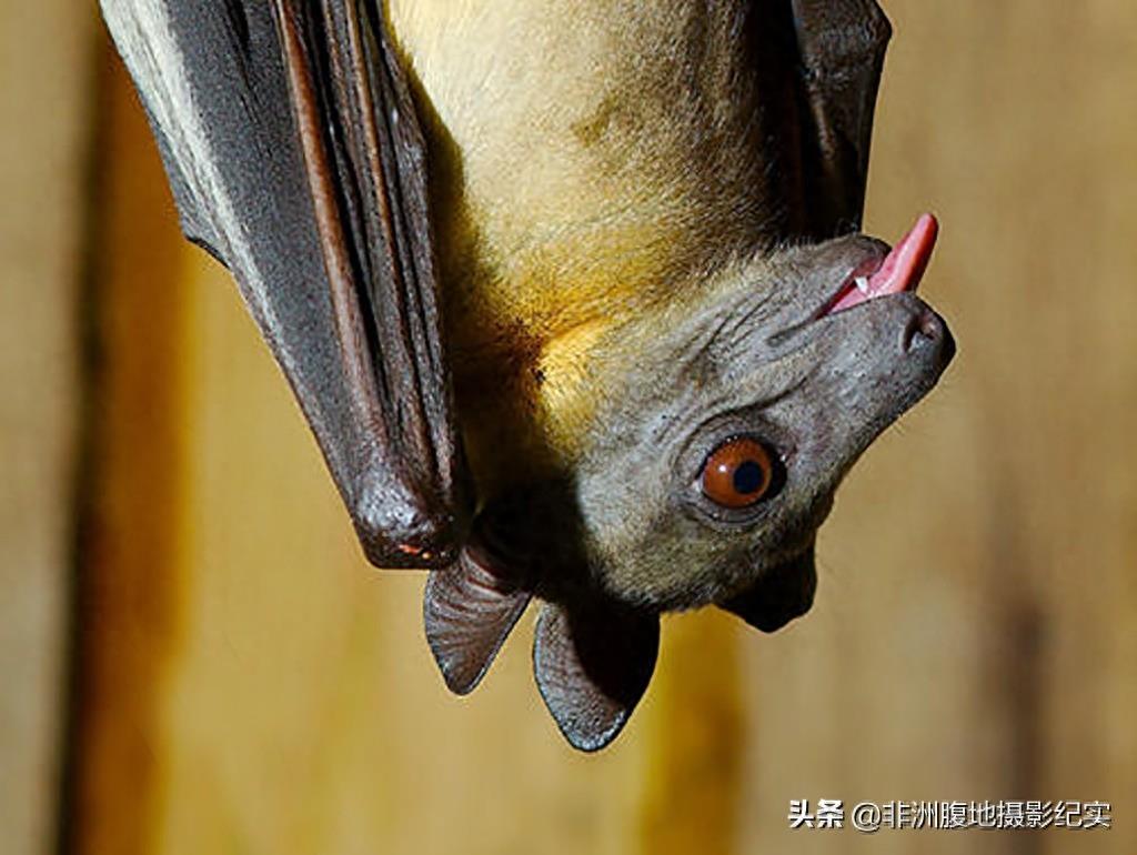 果蝠,带毒的飞行家