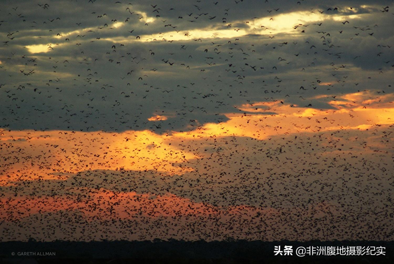 果蝠,带毒的飞行家