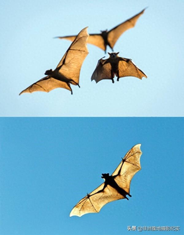 果蝠,带毒的飞行家