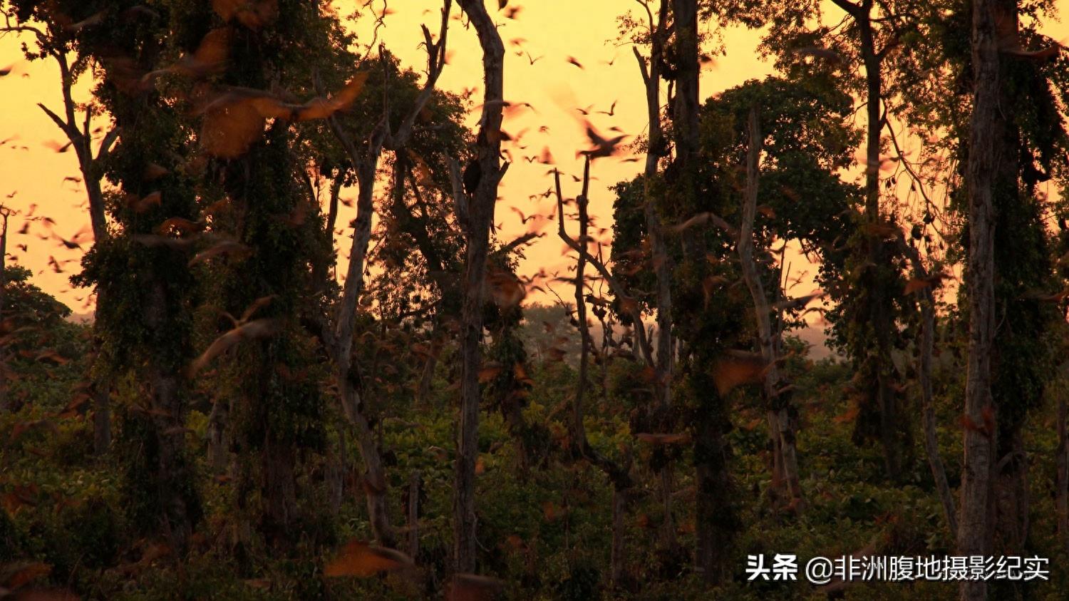 果蝠,带毒的飞行家