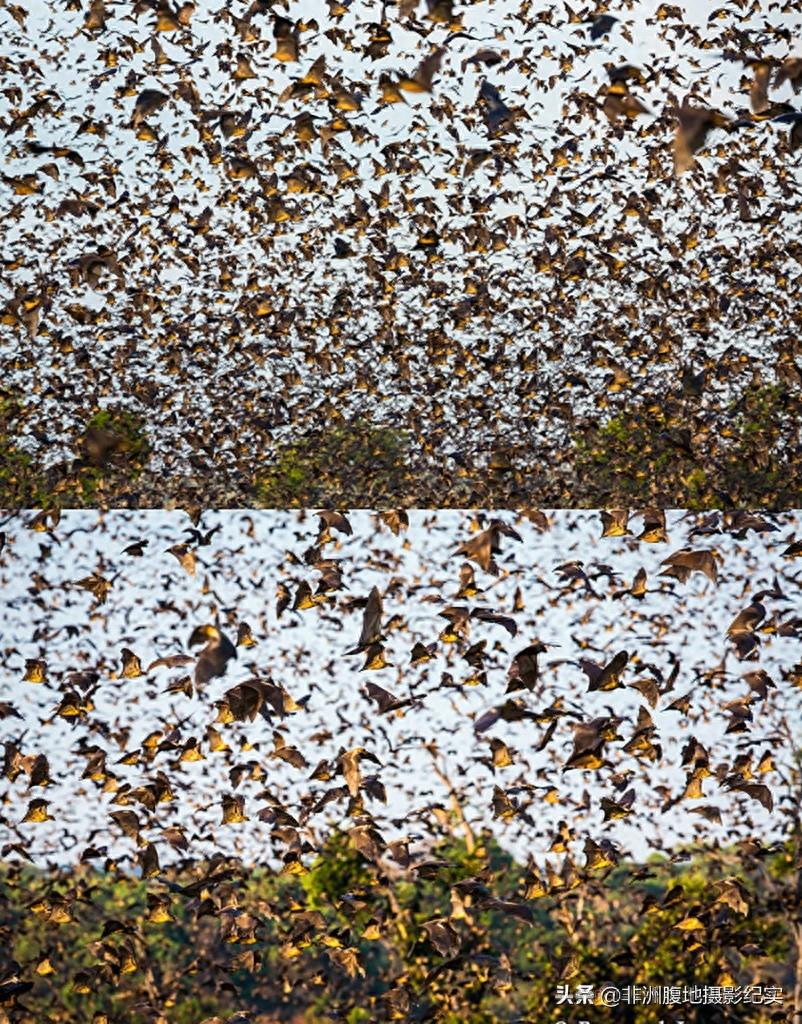 果蝠,带毒的飞行家