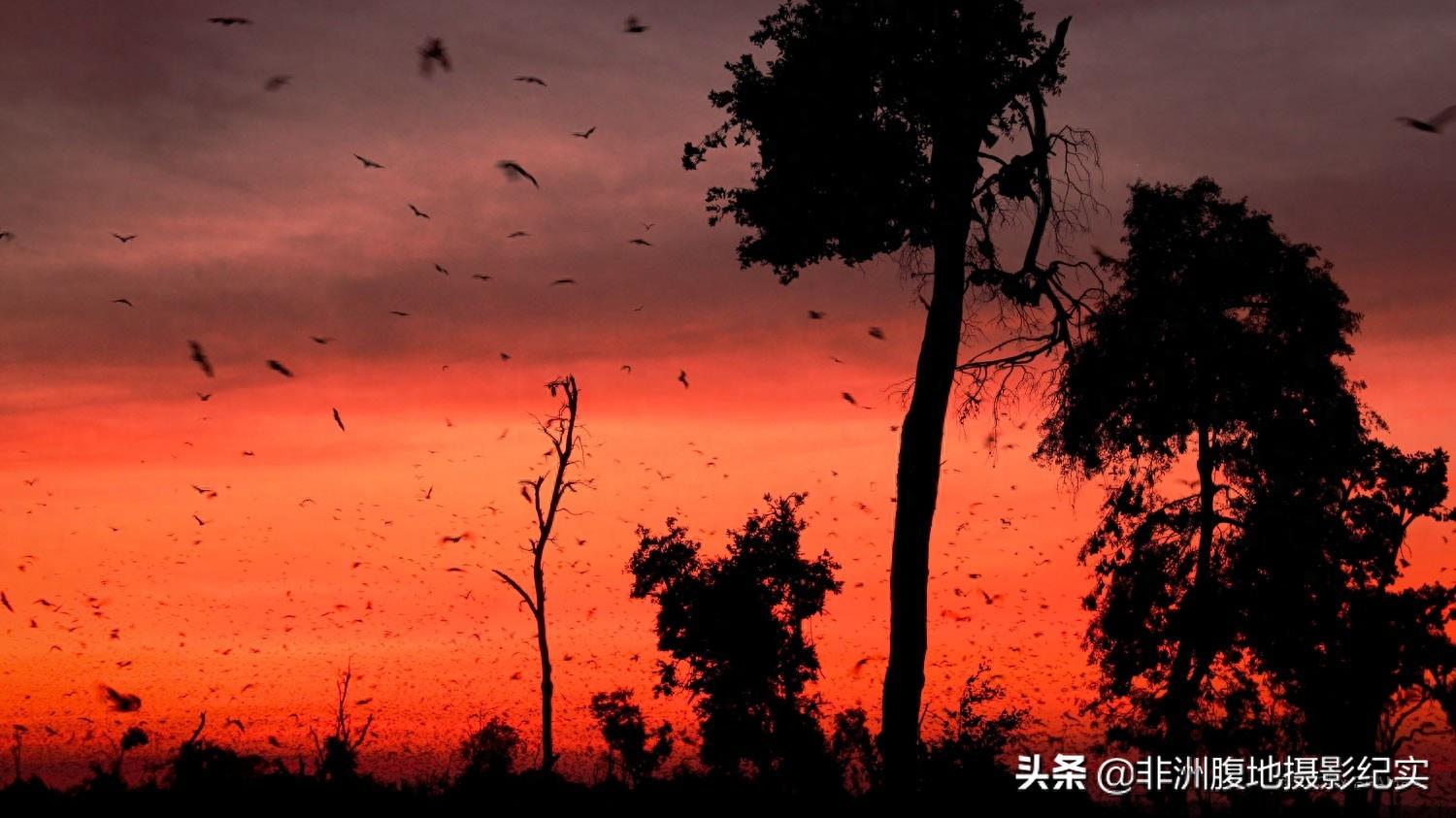 果蝠,带毒的飞行家