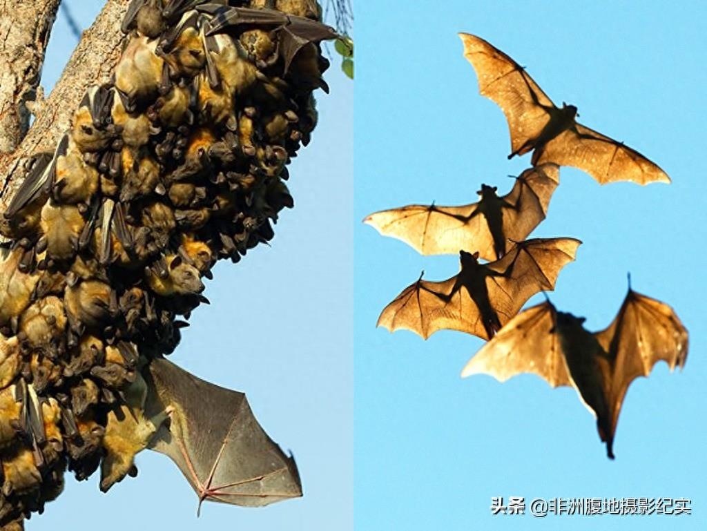 果蝠,带毒的飞行家