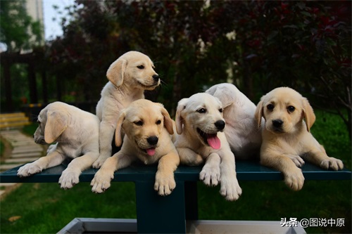 憨态可掬的拉布拉多幼犬