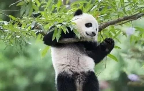 大熊猫没有天敌,为什么却仅剩2000多只?专家:还不是自己作的