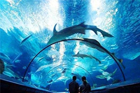带你零距离接触海底——上海海洋水族馆